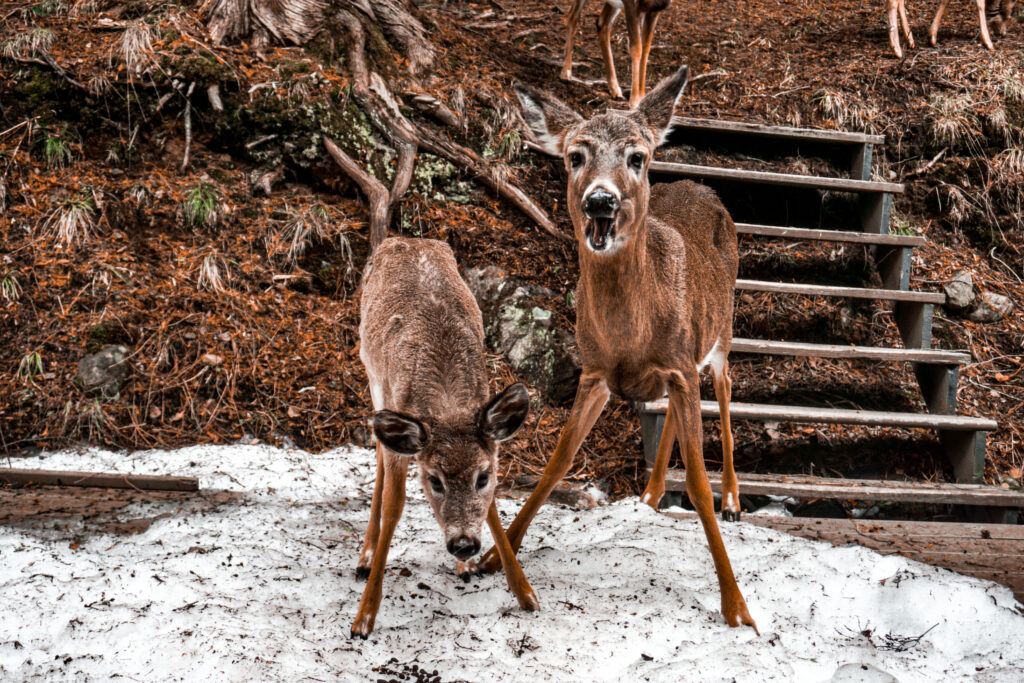 Feeding deer outside the chalet!
